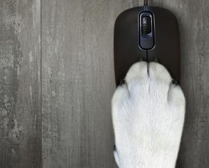 Dog paw on mouse